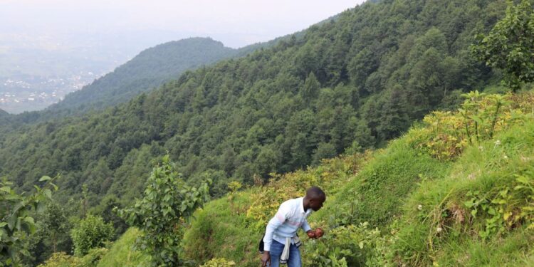 Rwanda: 63 millions d’arbres pour le marché du carbone