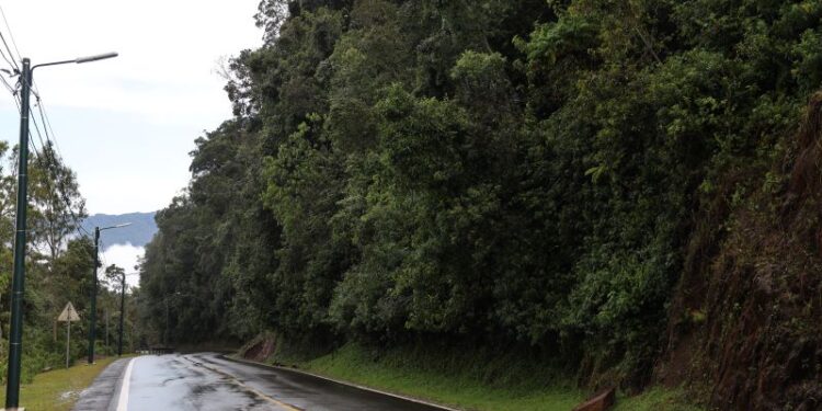 Conservation : L’éléphant, bientôt au parc de Nyungwe