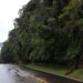 Conservation : L’éléphant, bientôt au parc de Nyungwe