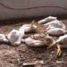Afrique du Sud : Invasion de la grippe aviaire