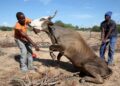Zimbabwe : Une grave sécheresse fait des ravages