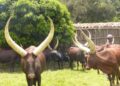 Gisagara: Promotion du tourisme culturel