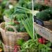 Rwanda-CEHA : Mise en marche du projet régional d’horticulture
