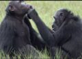Conservation : Chimpanzé, animal capable de s’automédiquer