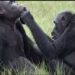 Conservation : Chimpanzé, animal capable de s’automédiquer