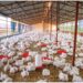 Rwanda-Aviculture : Des défis mais aussi de bonnes perspectives