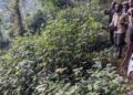 Parc de Nyungwe : Une réserve naturelle riche en biodiversité