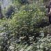 Parc de Nyungwe : Une réserve naturelle riche en biodiversité