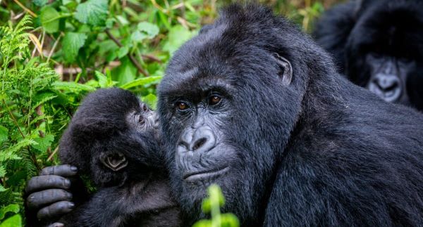Kwita Izina20: rendez-vous en octobre