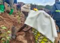 Nyaruguru: ambition de cultiver 500 hectares de théirs