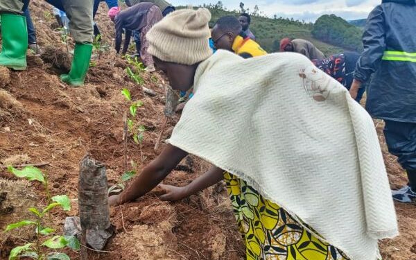 Nyaruguru: ambition de cultiver 500 hectares de théirs