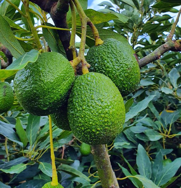 NAEB: Renforcement de la productivité horticole... - Le Canapé