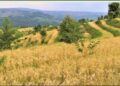 Rwanda-Agriculture : Avancées significatives en 2024