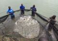 MINAGRI-TABAGWE: l’alimentation des poissons coûte chère