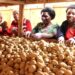 Burera-Assurance agricole: COVMB remercie Kagame