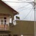 Nyagatare: des singes parasitaires agacent la population