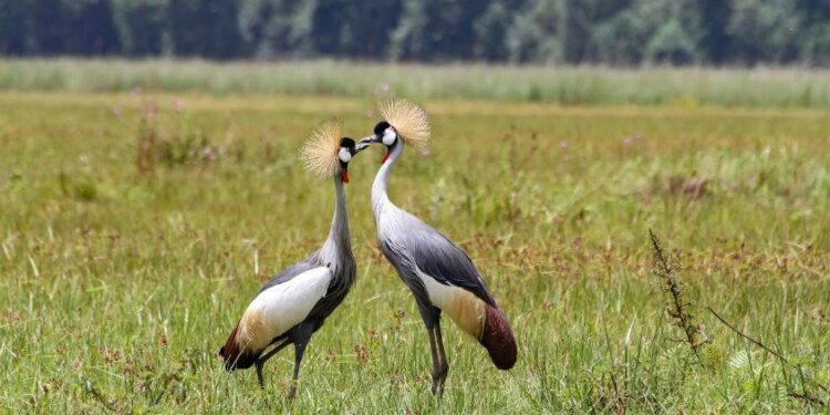 Conservation : protection des grues couronnées, Nsengimana encouragé
