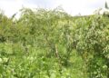 La dégradation des terres combattue avec les arbres