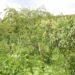 La dégradation des terres combattue avec les arbres