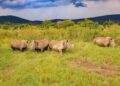 Parc d’Akagera: transfert de 70 rhinocéros blancs