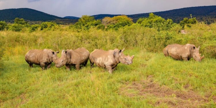 Parc d’Akagera: transfert de 70 rhinocéros blancs