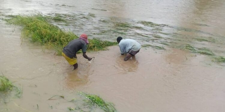 MINAGRI: prévention des pertes agricoles
