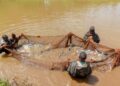 Rwanda-Pisciculture : Satisfaire le marché local, une priorité
