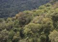 Rwanda-Environnement : Vers la gestion rationnelle des forêts