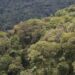 Rwanda-Environnement : Vers la gestion rationnelle des forêts
