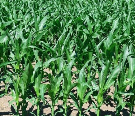 Kirehe : Pfumvudza révolutionne l’agriculture