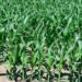 Kirehe : Pfumvudza révolutionne l’agriculture