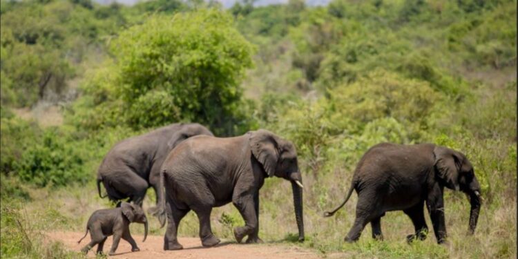 Parc national Akagera : classé parmi les meilleures destinations touristiques 2026