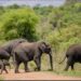 Parc national Akagera : classé parmi les meilleures destinations touristiques 2026