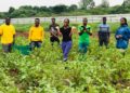 MINAGRI: Près de 850.000 emplois pour les jeunes