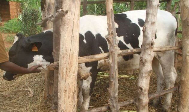 REMA-Gisagara: la vache renforce les moyens de subsistance