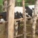 REMA-Gisagara: la vache renforce les moyens de subsistance