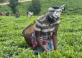 Nyaruguru : Le thé transforme le paysage socio-économique