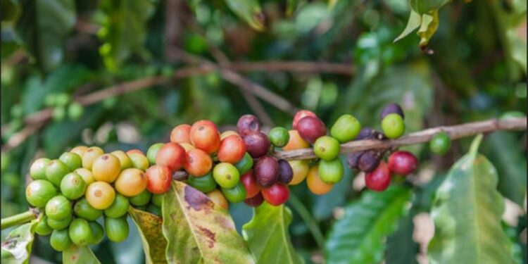 Rwanda-café : Le prix augmente de 25 %
