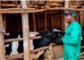 Gatsibo-RDDP2 : Fourrage amélioré pour augmenter la production laitière