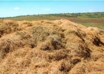 Kayonza-RDDP2 : Stockage du fourrage, une solution durable