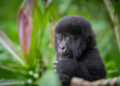Rwanda: Patrice Evra célèbre la conservation