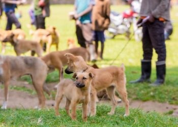 Rwanda-une seule santé: La rage canine éliminée vers 2030