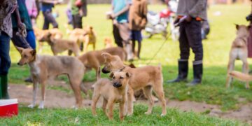 Rwanda-une seule santé: La rage canine éliminée vers 2030