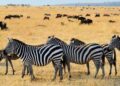 Conservation : déclin continu chez les animaux sauvages