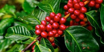 Rwanda-NAEB : nouveau record du café