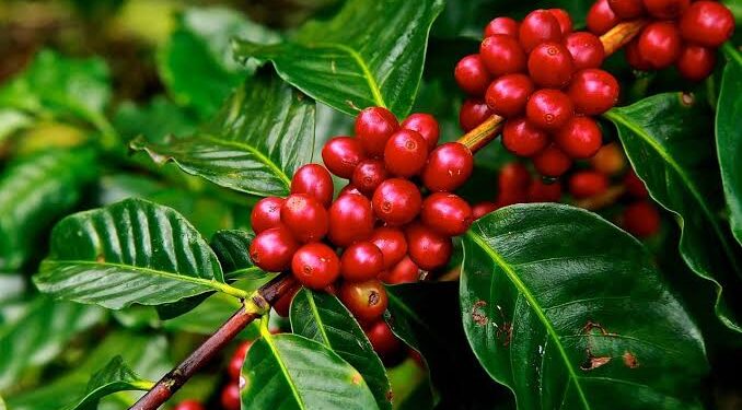 Rwanda-NAEB : nouveau record du café